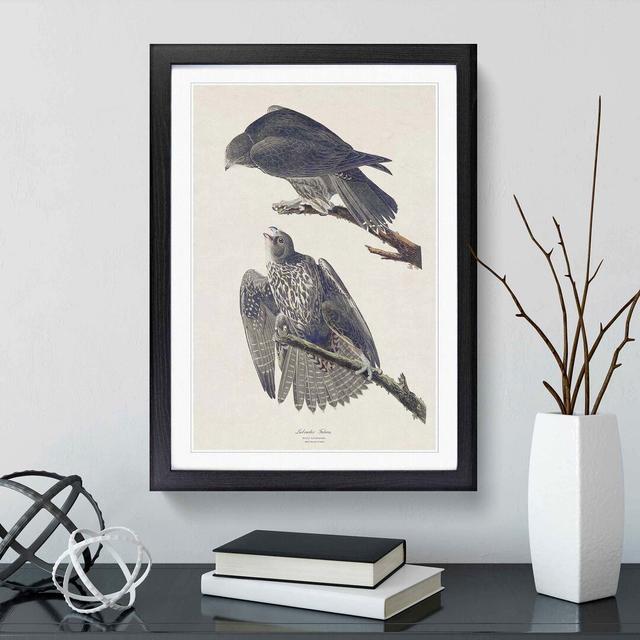 Labrador Falcons by John Audubon - Picture Frame Graphic Art Print East Urban Home Frame Option: Black Framed, Size: 36cm H x 27cm W x 2cm D on Productcaster.