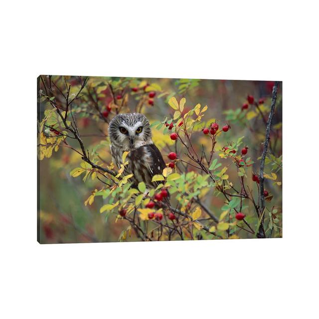 Northern Saw-Whet Owl Perching in a Wild Rose Bush, British Columbia, Canada II by Tim Fitzharris - Wrapped Canvas Photograph Natur Pur Size: 45.72cm on Productcaster.