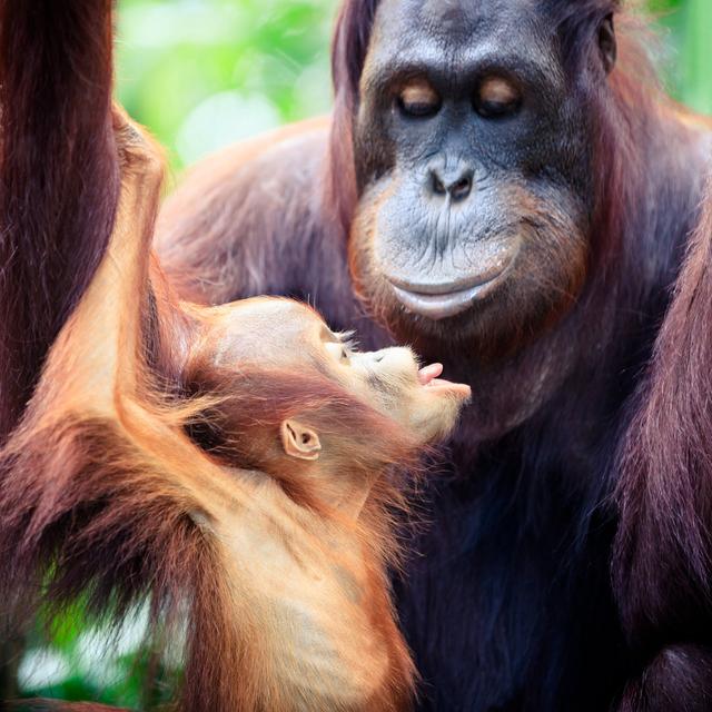 Orangutan Mother With Baby by FredFroese - Print World Menagerie Size: 30cm H x 30cm W on Productcaster.