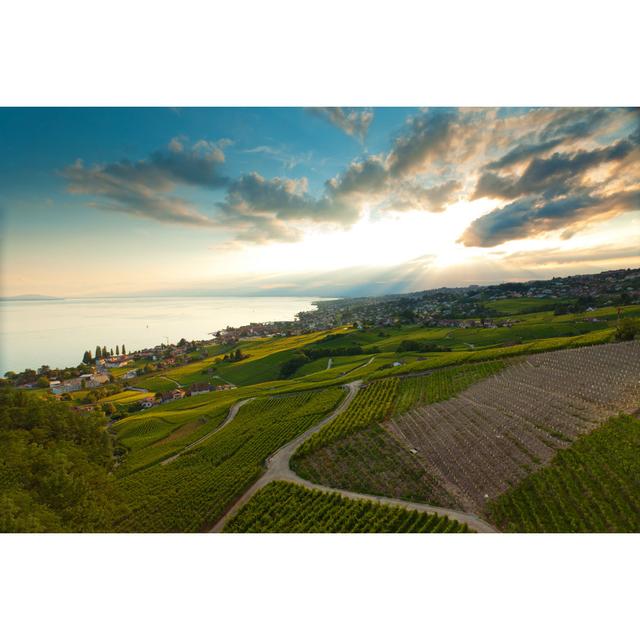 Vineyard von Xenotar - Kunstdrucke auf Leinwand 17 Stories Größe: 60 cm H x 90 cm B on Productcaster.