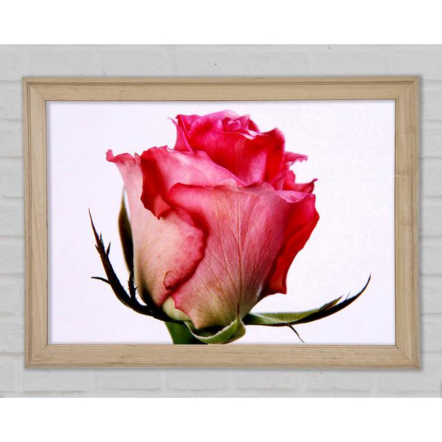 Single Pink Rose - Single Picture Frame Art Prints Brayden Studio Size: 84.1cm H x 118.9cm W x 1.5cm D on Productcaster.