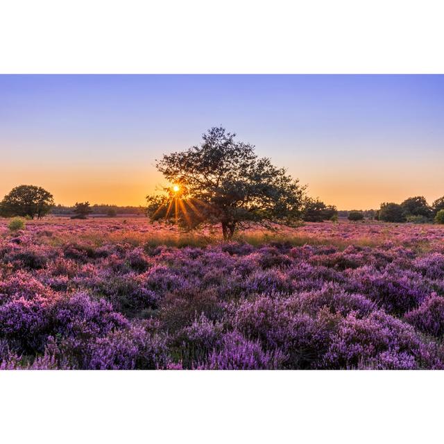 Blooming Heather At Sunset by Dutchphotography - No Frame Print on Canvas 17 Stories Size: 20cm H x 30cm W on Productcaster.