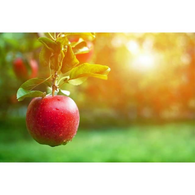 Ripe Red Apple Close-Up with Apple Orchard in the Background - Wrapped Canvas Photograph Ebern Designs Size: 20"H x 30"W on Productcaster.