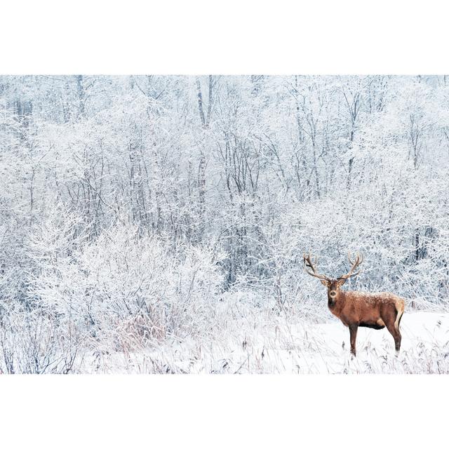 Noble Deer In Winter Forest. Alpen Home Size: 51cm H x 76cm W on Productcaster.