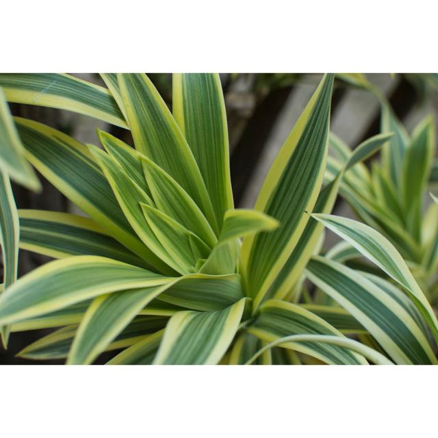 Dracaena Green Leaves - Wrapped Canvas Photograph 17 Stories Size: 51cm H x 76cm W on Productcaster.