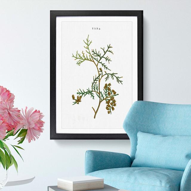 White Cedar Tree Branch by Pierre-Joseph Redoute - Picture Frame Painting Print East Urban Home Frame Option: Black Framed, Size: 48cm H x 36cm W x 2c on Productcaster.