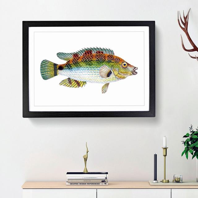 Goldfinny Fish by Edward Donovan - Picture Frame Graphic Art Print East Urban Home Frame Option: Black Framed, Size: 27cm H x 36cm W x 2cm D on Productcaster.