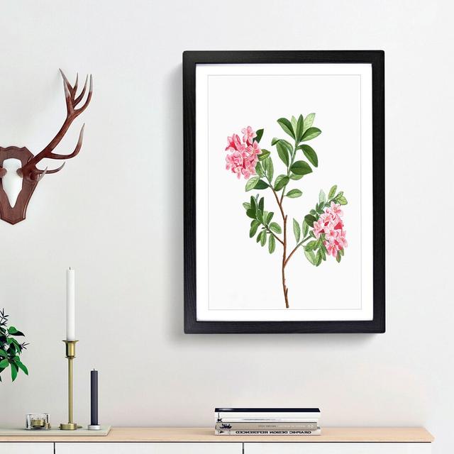 Blooming Pink Rhododendron Flowers by Pierre-Joseph Redoute - Picture Frame Art Print East Urban Home Size: 36cm H x 27cm W x 2cm D, Frame Option: Bla on Productcaster.