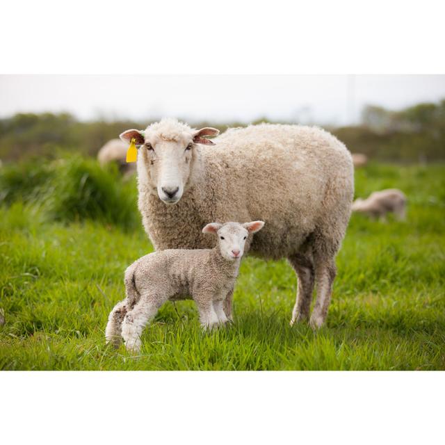 Ewe And Lamb by Sarah_Albin - Wrapped Canvas Print Brambly Cottage Size: 30cm H x 46cm W on Productcaster.