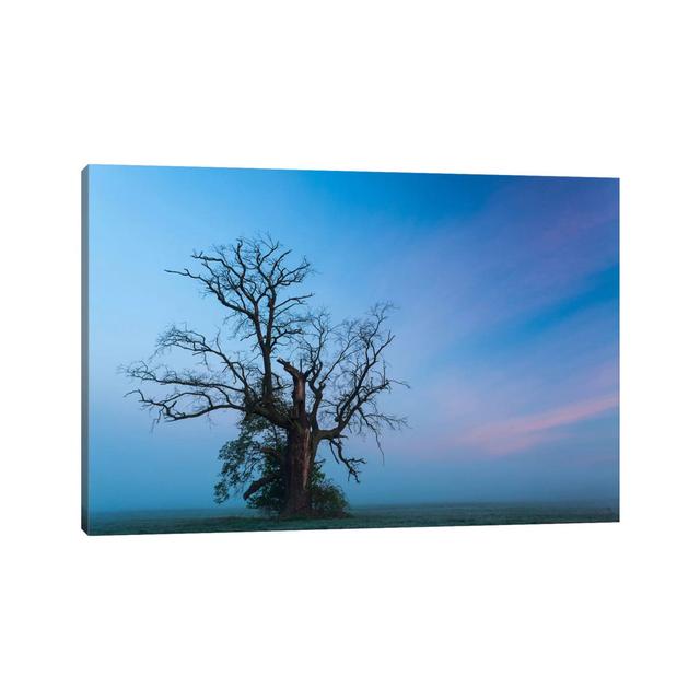 Poland, Greater Poland, Rogalin, Oaks III by Mikolaj Gospodarek - Photograph Latitude Run Size: 30.48cm H x 45.72cm W x 1.905cm D on Productcaster.