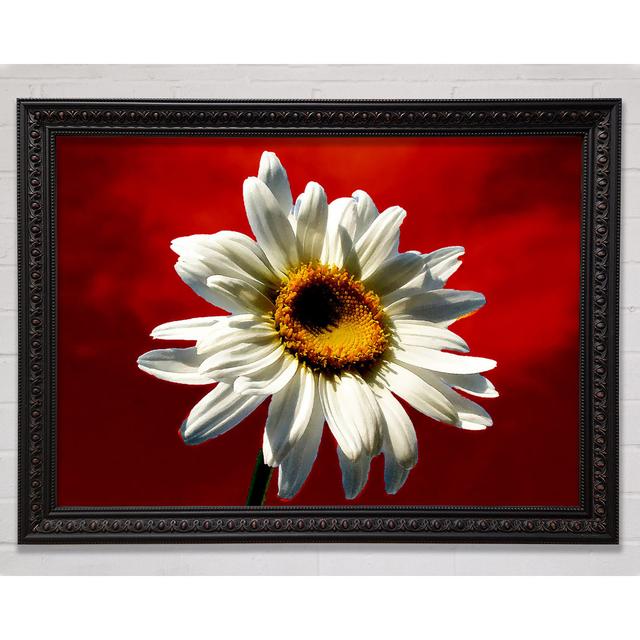 Silver Daisy On Red - Single Picture Frame Art Prints August Grove Size: 21cm H x 29.7cm W on Productcaster.