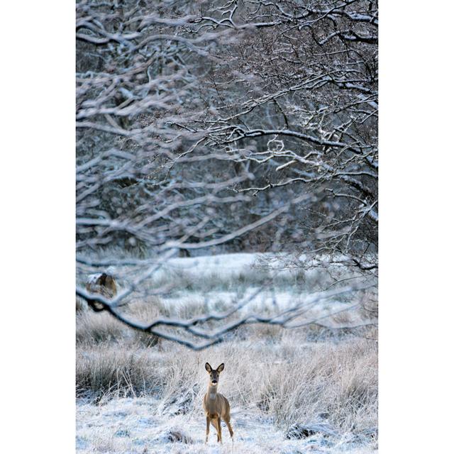 Female Roe In Winter Alpen Home Size: 91cm H x 61cm W x 3.8cm D on Productcaster.