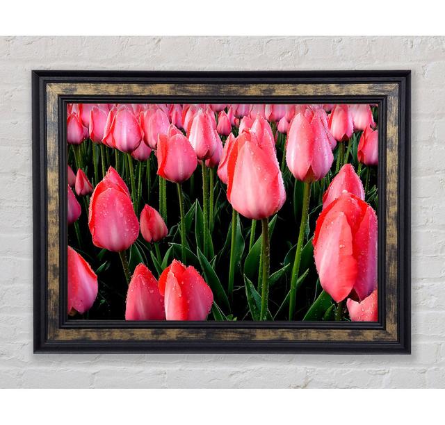 Pink Tulips Cultivation - Print Bright Star Size: 21cm H x 42cm W x 8cm D on Productcaster.