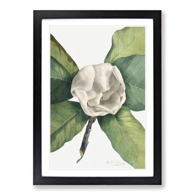 Southern Magnolia Vol.2 by Mary Vaux Walcott - Picture Frame Painting East Urban Home Frame Option: Black Framed, Size: 48cm H x 36cm W x 2cm D on Productcaster.