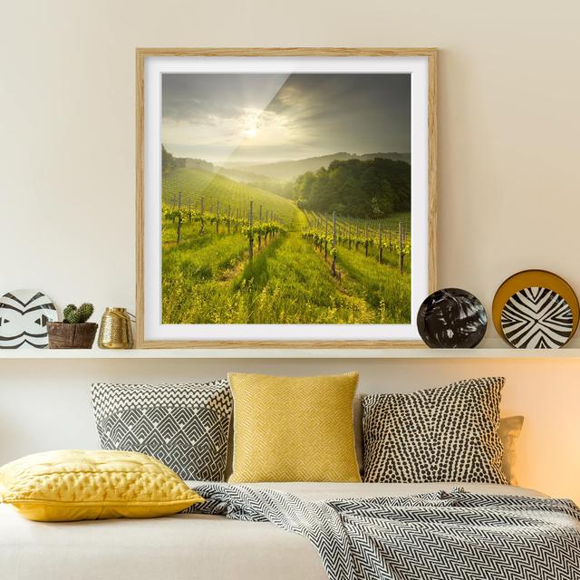 Gerahmtes Poster Vineyard Sunbeams East Urban Home Rahmenoptionen: Naturbelassene Eiche, Größe: 70 cm H x 70 cm B on Productcaster.