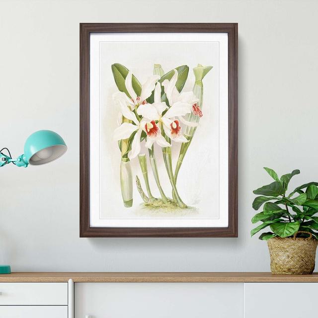 Magnolia Flowers Illustration Tab. 8 by Frederick Sander - Picture Frame Painting Print East Urban Home Size: 60cm H x 40cm W x 2cm D, Frame Option: W on Productcaster.