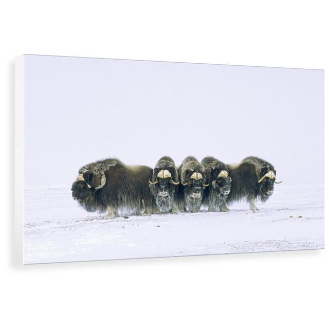 'Adult Bull Muskoxen (Ovibos Moschatus) in Defensive Line. Banks Island, Northwest Territories, Arctic Canada.' Photograph World Menagerie Size: 26.6 on Productcaster.