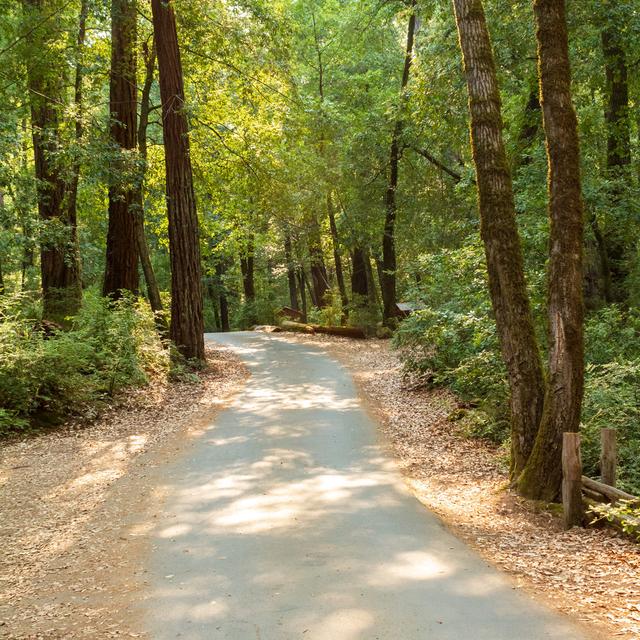 Redwood State Park by Sanfel - Wrapped Canvas Photograph Alpen Home Size: 81cm H x 122cm W on Productcaster.