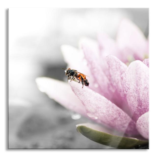 Sweet Bee On A Water Lily Flower - No Frame Print on Glass Brayden Studio Size: 80cm H x 80cm W x 0.4cm D on Productcaster.