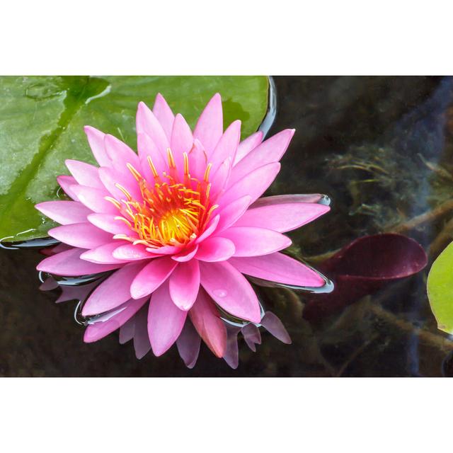 Pink Lotus Flower by Prawat - Print 17 Stories Size: 80cm H x 120cm W x 1.8cm D on Productcaster.