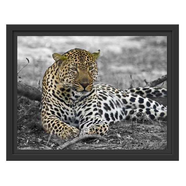 Gerahmtes Wandbild schöner Leopard liegtLaub East Urban Home Größe: 30 cm H x 38 cm B on Productcaster.