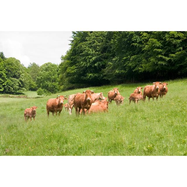 Herd Of Limousine Cow by Zaytchik - Wrapped Canvas Print Brambly Cottage Size: 81cm H x 122cm W on Productcaster.