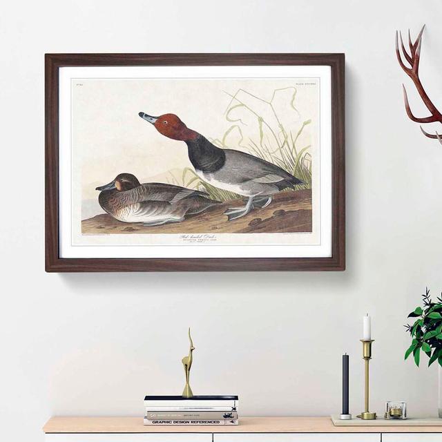 Red-Headed Duck by John James Audubon - Picture Frame Painting Print East Urban Home Frame Option: Walnut Framed, Size: 48cm H x 65cm W x 2cm D on Productcaster.