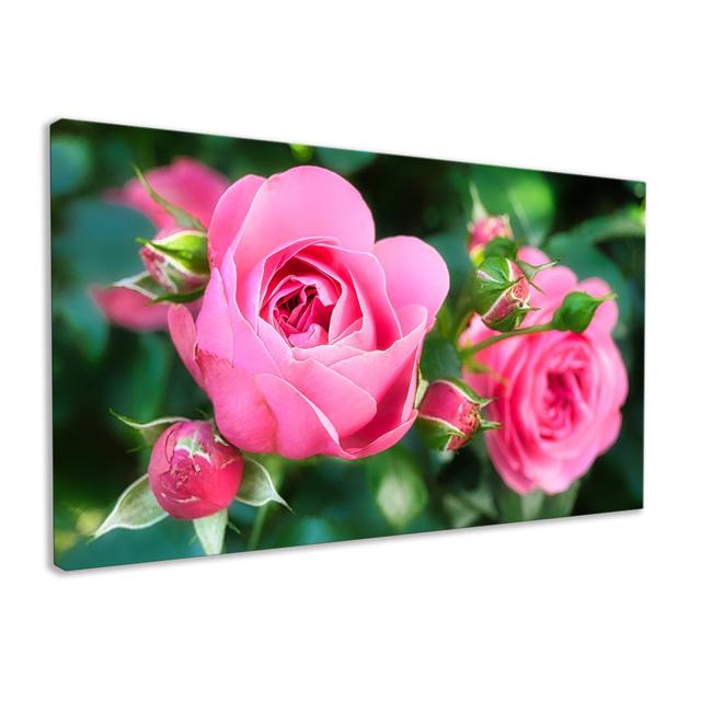 Pink Rose Bloom - Wrapped Canvas Photograph Canora Grey Size: 76cm H x 127cm W on Productcaster.