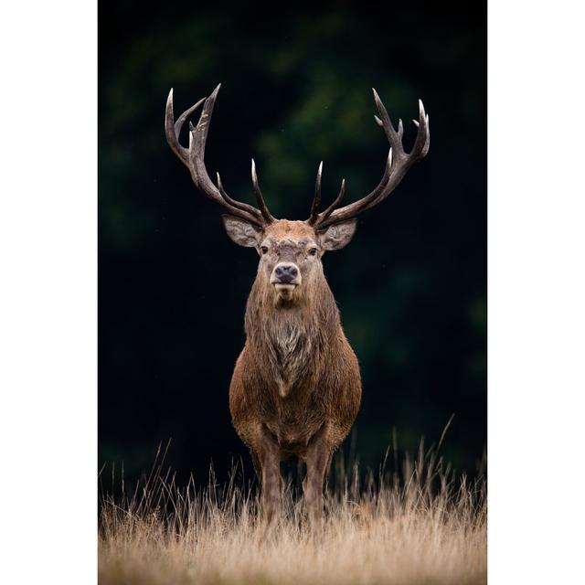 Red Deer by DamianKuzdak - Print Alpen Home Size: 30cm H x 20cm W on Productcaster.