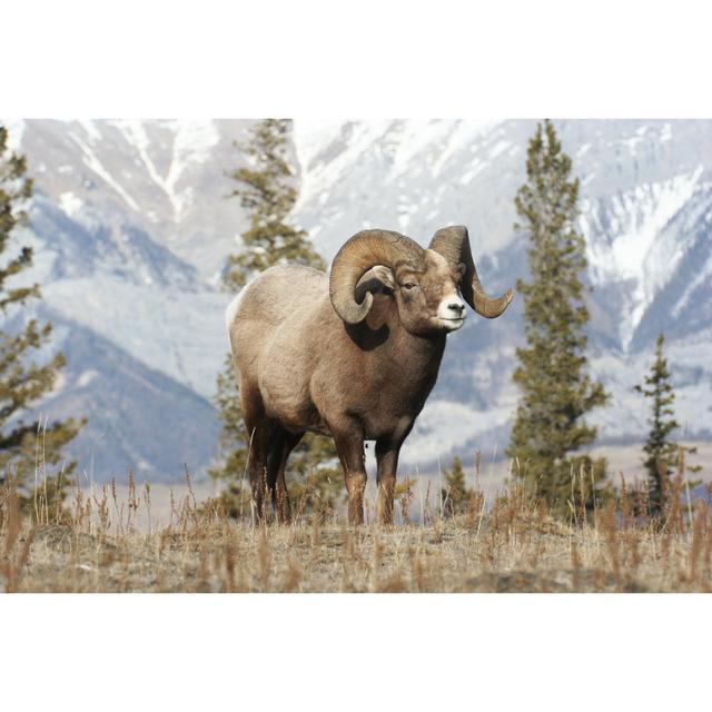 Lastrup Bighorn Sheep - Wrapped Canvas Photograph Alpen Home Size: 61cm H x 91cm W x 3.8cm D on Productcaster.