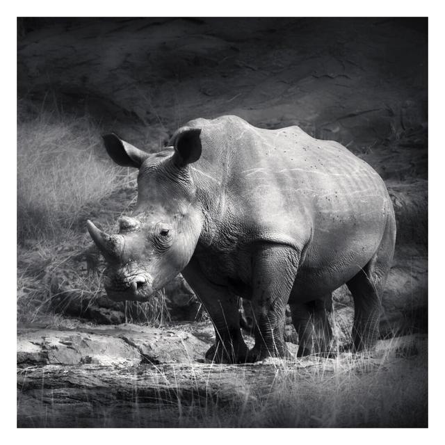 Matt Fototapete Lonesome Rhinoceros 2,4 m x 240 cm East Urban Home Größe: 336 cm H x 336 cm B on Productcaster.