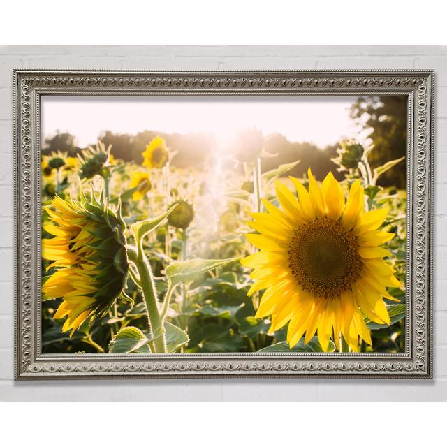 Sunflowers Standing Tall Framed Print Bright Star Size: 42cm H x 59.7cm W x 3cm D on Productcaster.