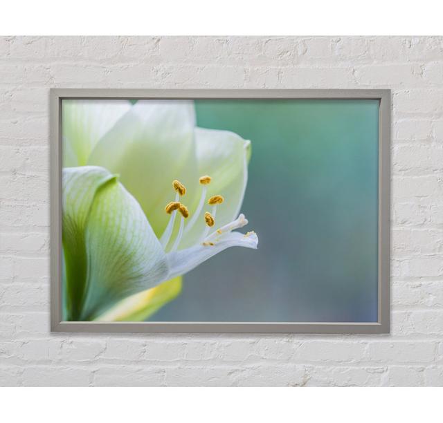 White Flower With Pollen - Single Picture Frame Art Prints on Canvas Bright Star Size: 100cm H x 141.4cm W on Productcaster.