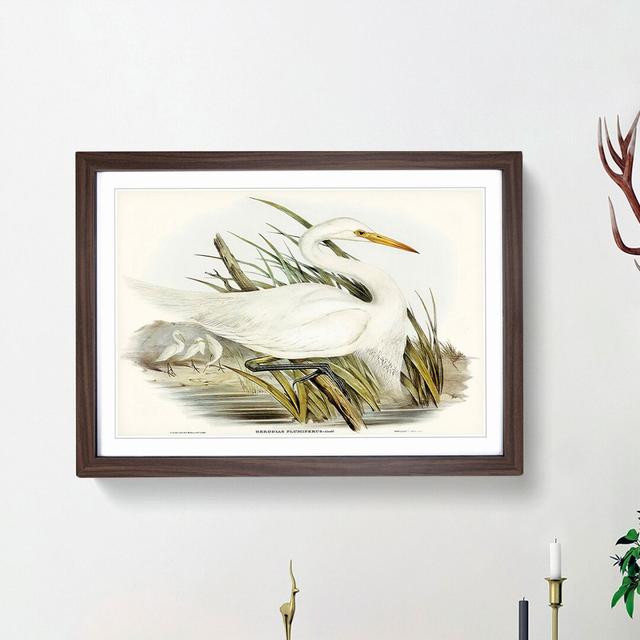 Plumed Egrets by Elizabeth Gould - Picture Frame Painting Print East Urban Home Frame Option: Walnut Framed, Size: 27cm H x 36cm W x 2cm D on Productcaster.