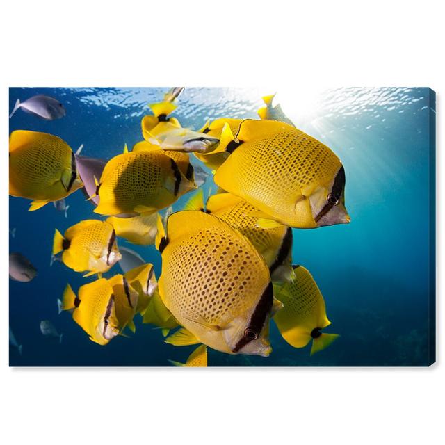 'Milletseed Butterflyfish Close Up' Framed Photographic Print on Canvas Oliver Gal Size: 61cm H x 91.4cm W on Productcaster.