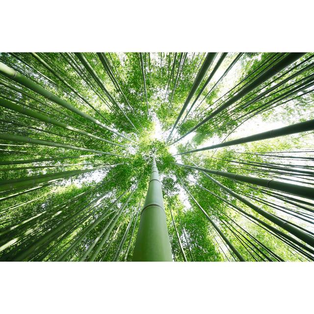 Bamboo Forest by Kokoroyuki - Wrapped Canvas Print Union Rustic Size: 60.96cm H x 91.44cm W on Productcaster.