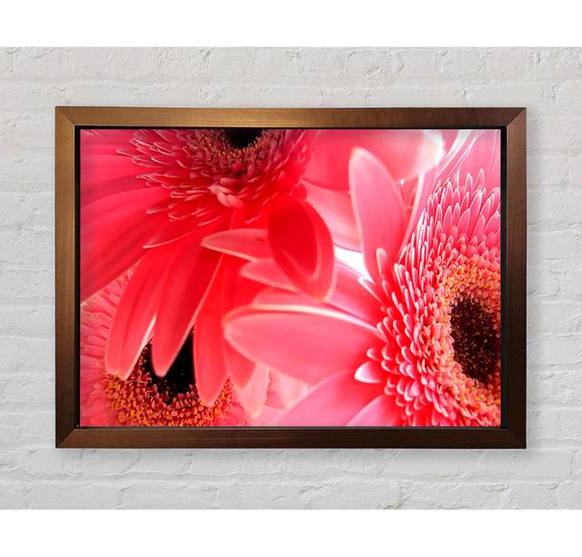 Pink Gerbera Flower Mayhem - Print Bright Star Size: 100cm H x 141.4cm W on Productcaster.