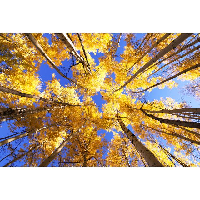 Aspen Trees - Wrapped Canvas Print Alpen Home Size: 81cm H x 122cm W x 3.8cm D on Productcaster.