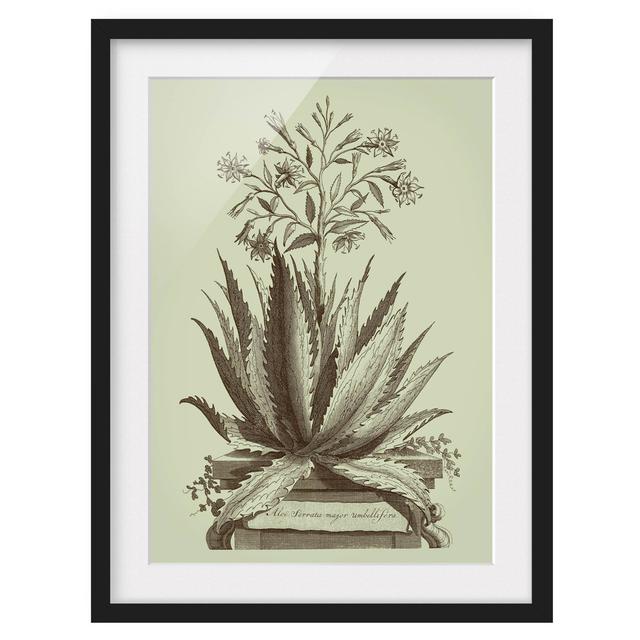 Vintage Aloe Serrata - Picture Frame Graphic Art Brambly Cottage Size: 40cm H x 30cm W x 2cm D, Frame Option: Black Framed on Productcaster.