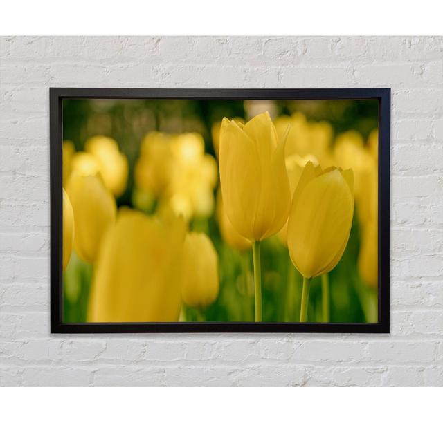 Single Picture Frame Art Prints on Canvas Bright Star Size: 84.1cm H x 118.9cm W on Productcaster.