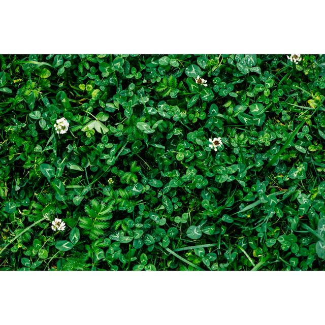 Green Clover And Grass by ArtMarie - No Frame Art Prints on Canvas 17 Stories Size: 50cm H x 75cm W on Productcaster.