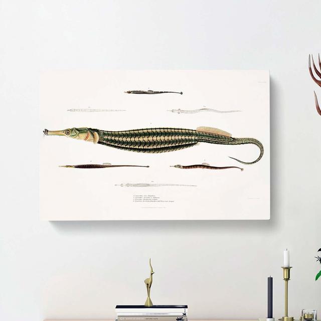 Pipefish Illustrations by John Edward Gray - Wrapped Canvas Painting East Urban Home Size: 50cm H x 76cm W x 3cm D on Productcaster.