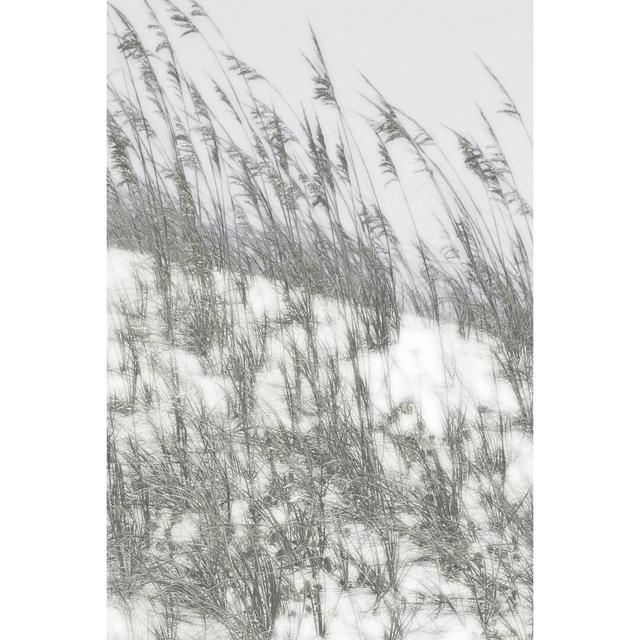 Lush Dunes III by Sharon Chandler - Wrapped Canvas Photograph Highland Dunes Size: 122cm H x 81cm W on Productcaster.