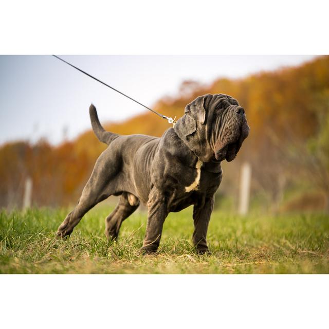 Neapolitan Mastiff - Wrapped Canvas Print Ebern Designs Size: 51cm H x 76cm W x 3.8cm D on Productcaster.