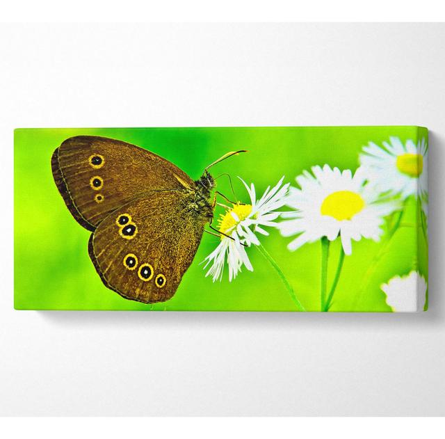 Schmetterling Nahaufnahme - Leinwanddrucke Sommerallee Größe: 40,6 cm H x 101,6 cm B on Productcaster.