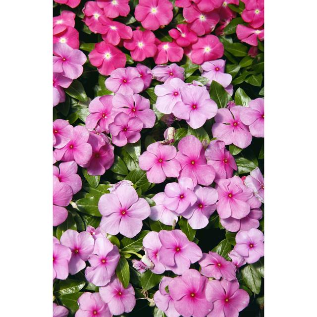 Multi Shaded Impatiens Growing In Groups by Strathroy - Print Latitude Run Size: 122cm H x 81cm W on Productcaster.