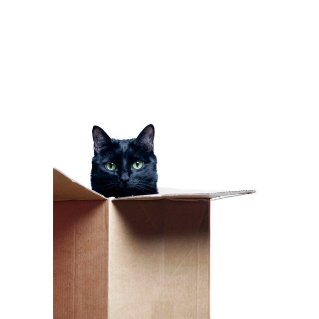 Cat In The Box by Peeterv - No Frame Art Prints on Canvas 17 Stories Size: 122cm H x 81cm W on Productcaster.