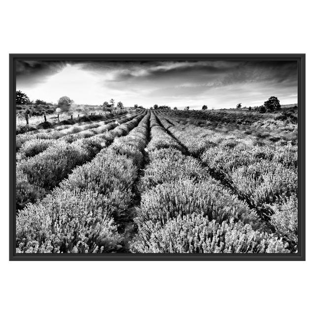 Gerahmtes Poster Lavender Field in Provence East Urban Home Größe: 70 cm H x 100 cm B on Productcaster.