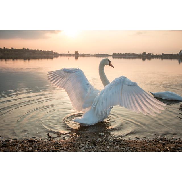 Swan Stretching On The Beach by SandraKavas - Print 17 Stories Size: 40cm H x 60cm W on Productcaster.