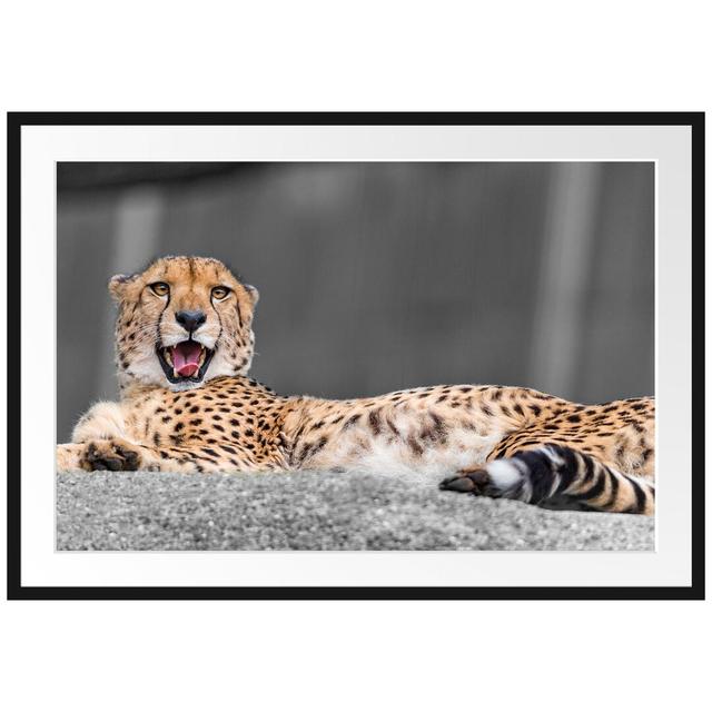 Gerahmtes Poster Sleeping, Beautiful Leopard East Urban Home Größe: 70 cm H x 100 cm B on Productcaster.